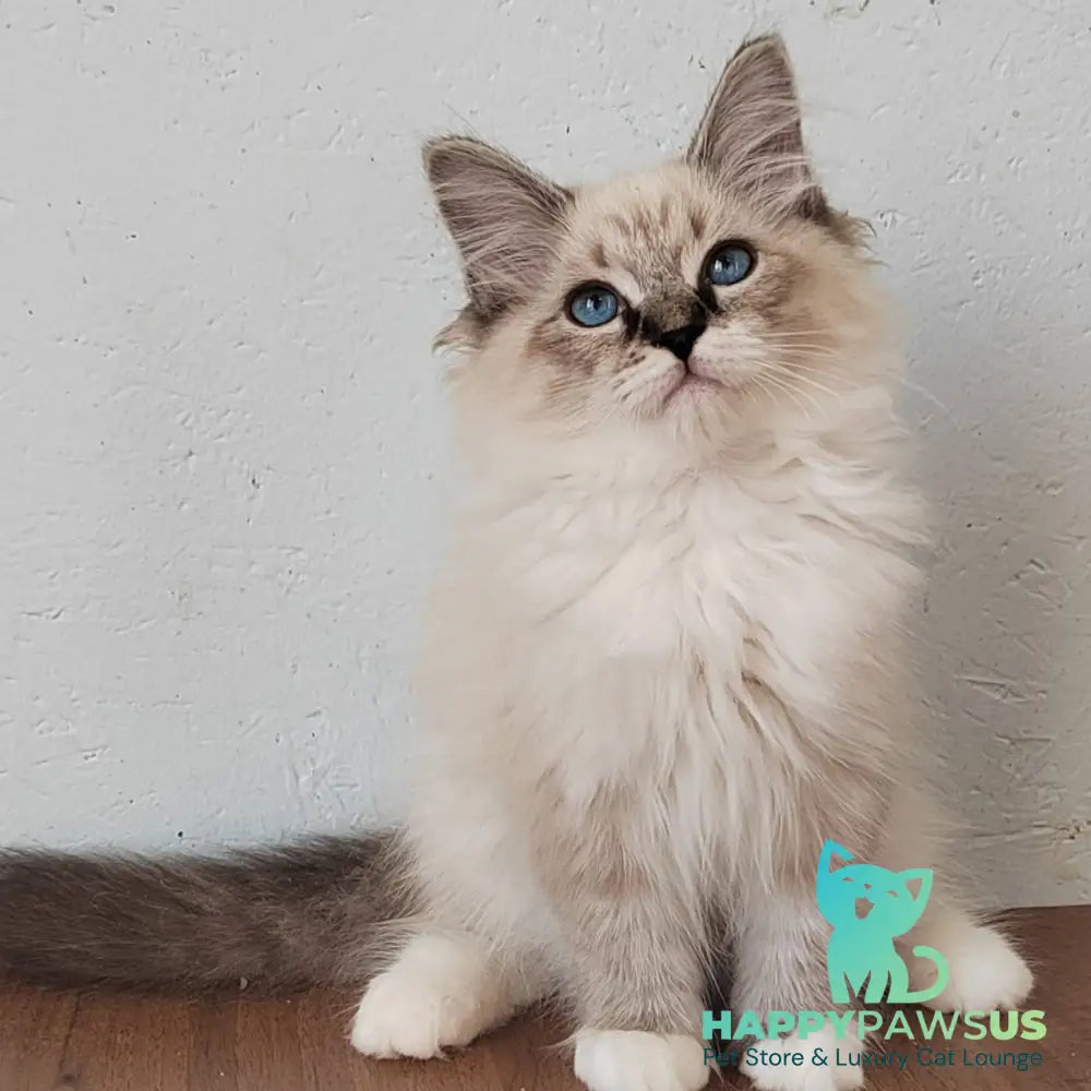 Jora Siberian male black tabby pointed with white - live animals