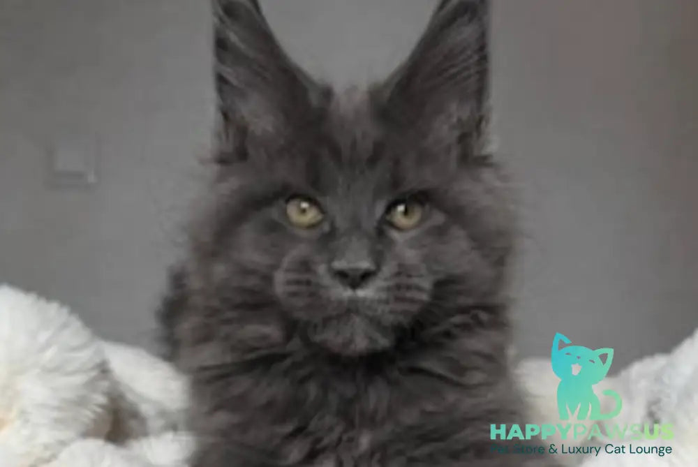 Jordan Maine Coon male blue live animals