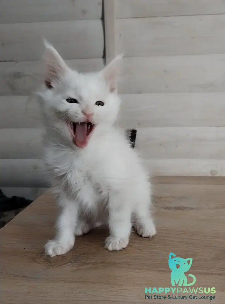 Joseph Maine Coon male white - live animals