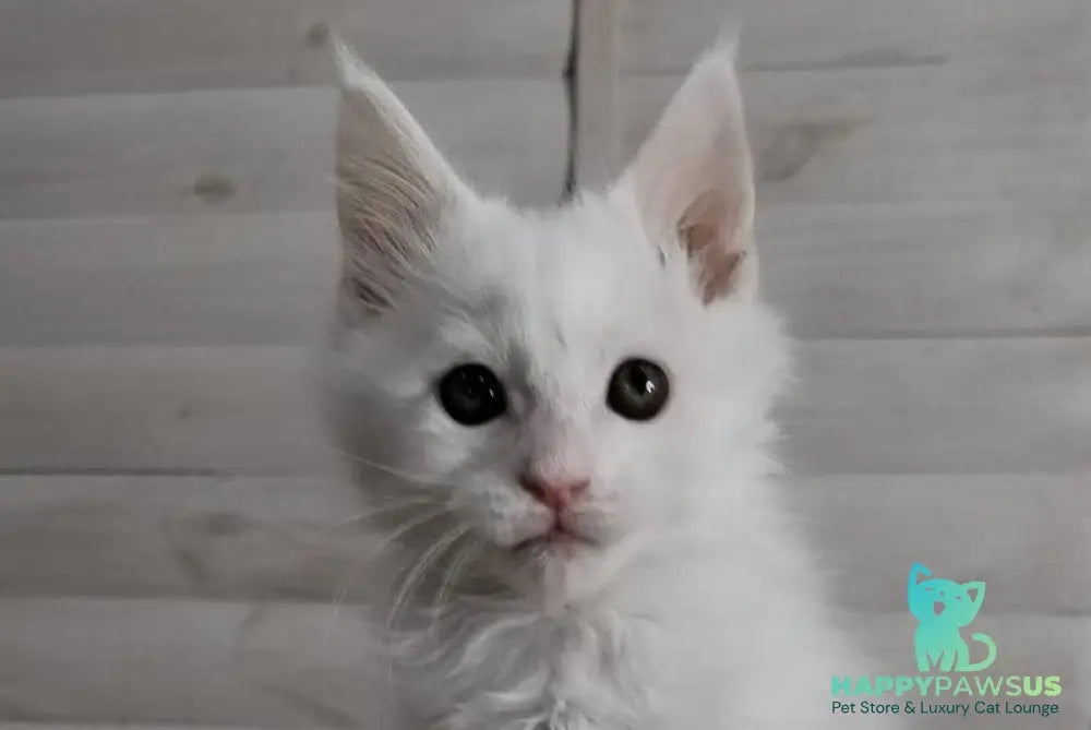 Joseph Maine Coon male white - live animals