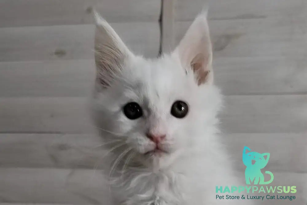 Joseph Maine Coon male white - live animals