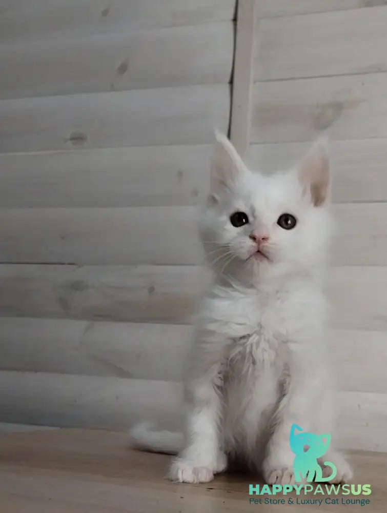 Joseph Maine Coon male white - live animals