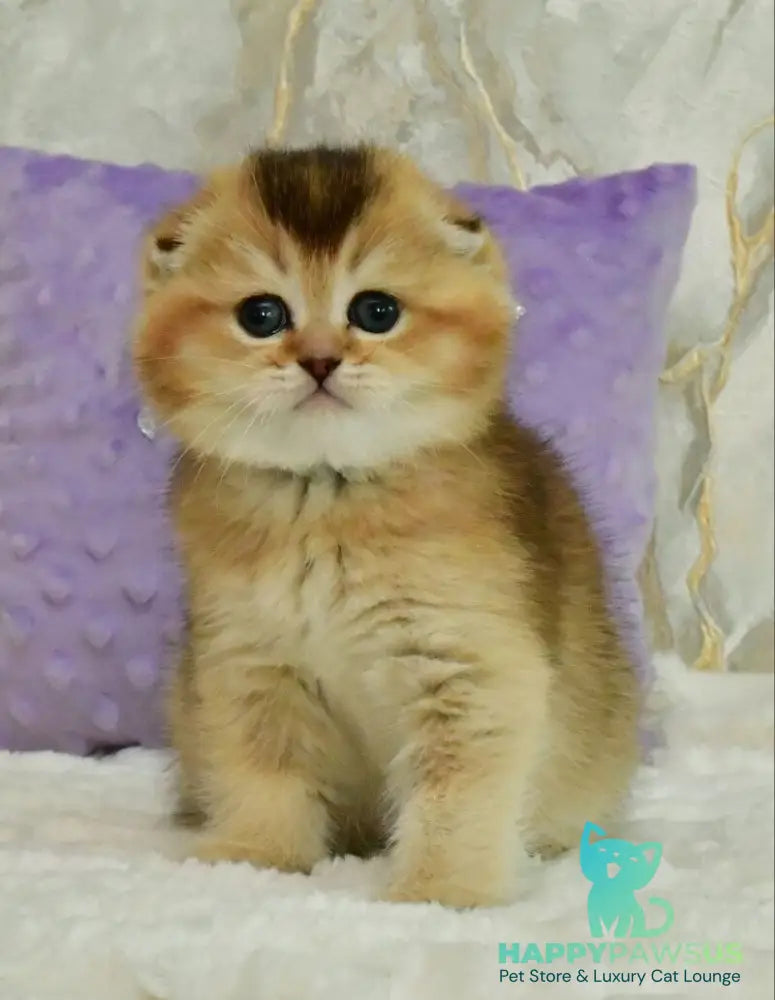 Joseph Scottish Fold male black golden ticked tabby - live animals