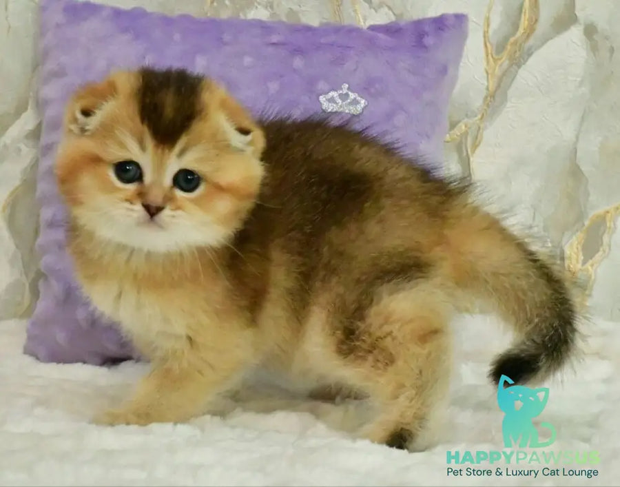 Joseph Scottish Fold male black golden ticked tabby - live animals
