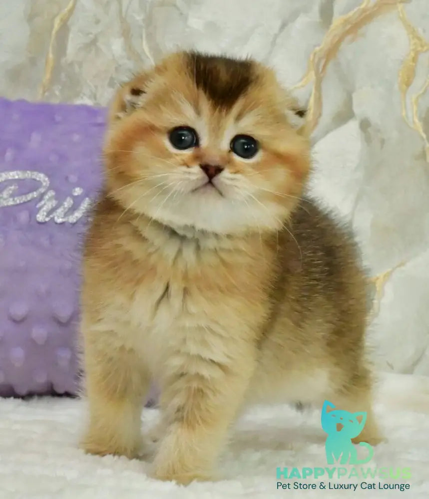 Joseph Scottish Fold male black golden ticked tabby - live animals