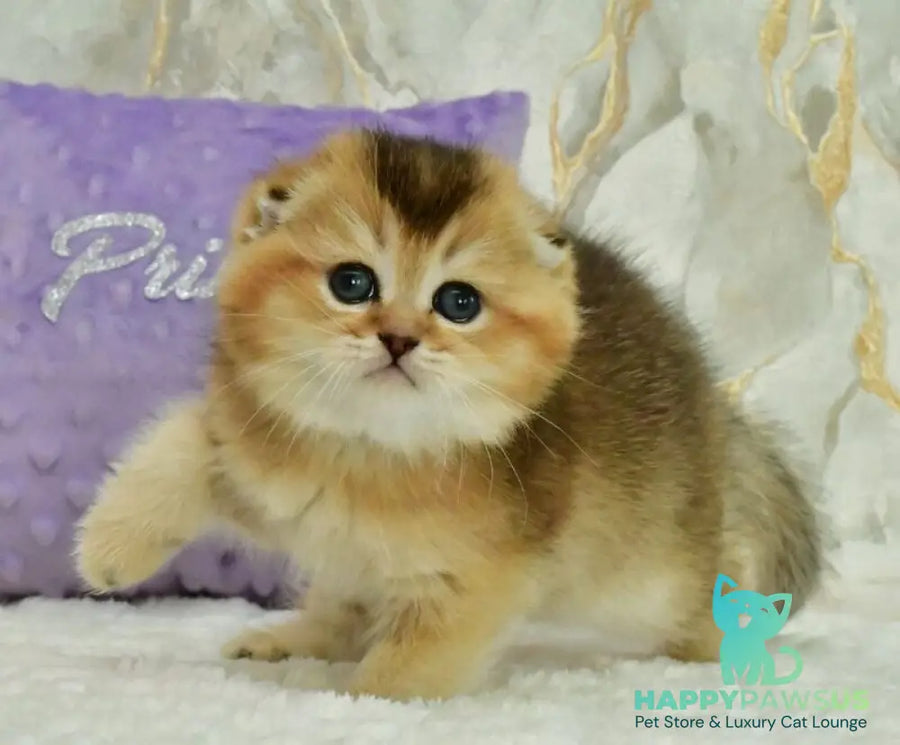 Joseph Scottish Fold male black golden ticked tabby - live animals