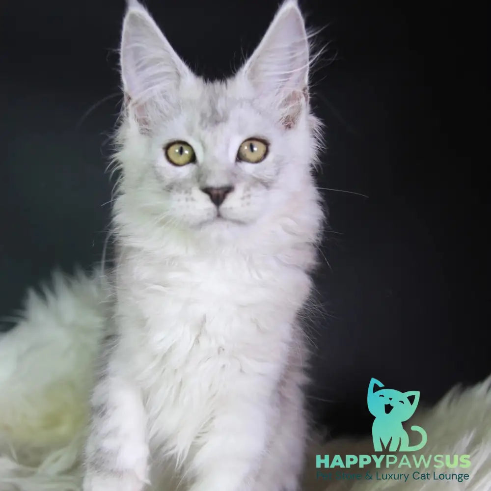 Josephine Maine Coon female black silver tabby - live animals