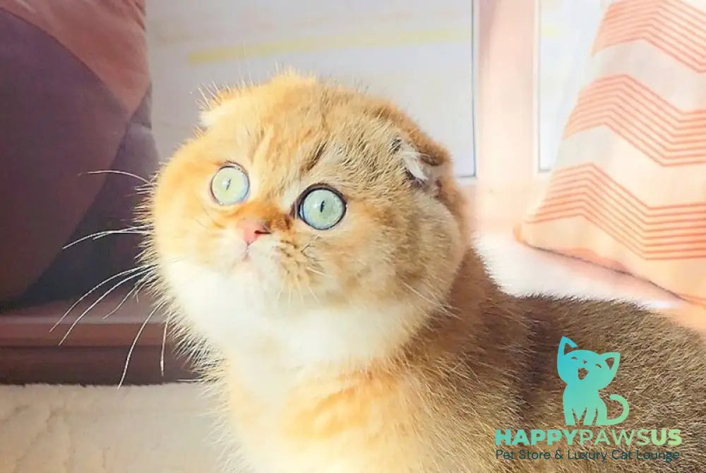 Joshua Scottish Fold male black golden ticked tabby live animals