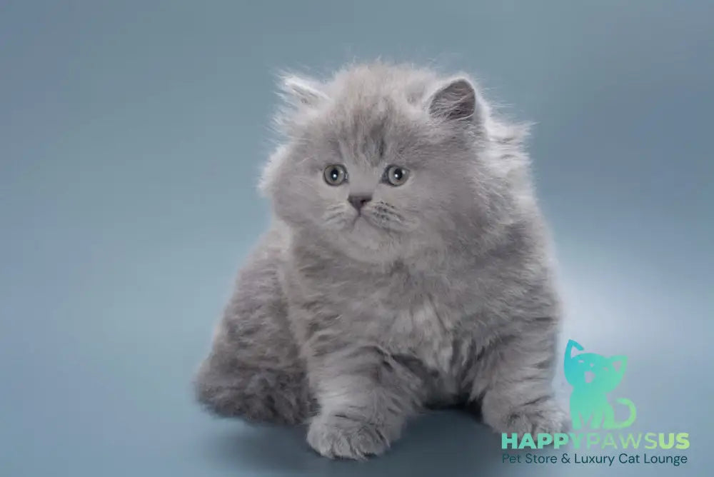 Josie British Longhair female blue live animals