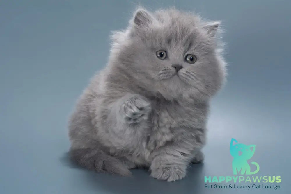 Josie British Longhair female blue live animals