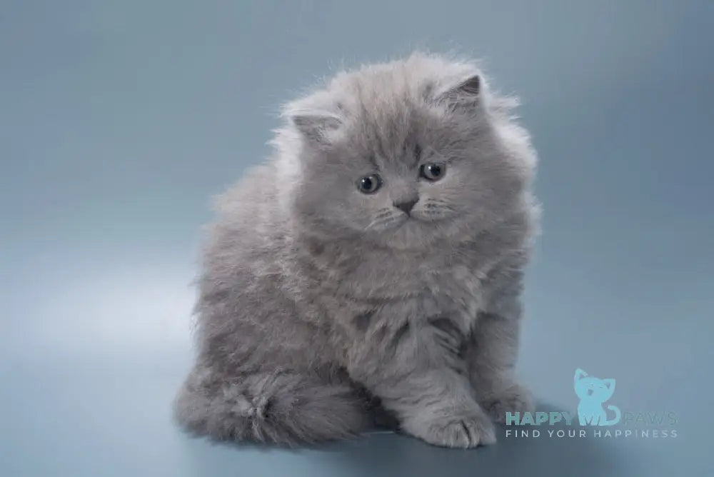 Josie British Longhair female blue live animals