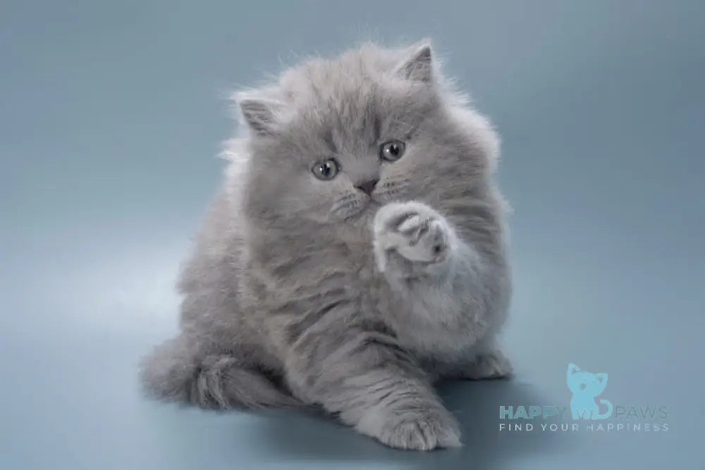 Josie British Longhair female blue live animals