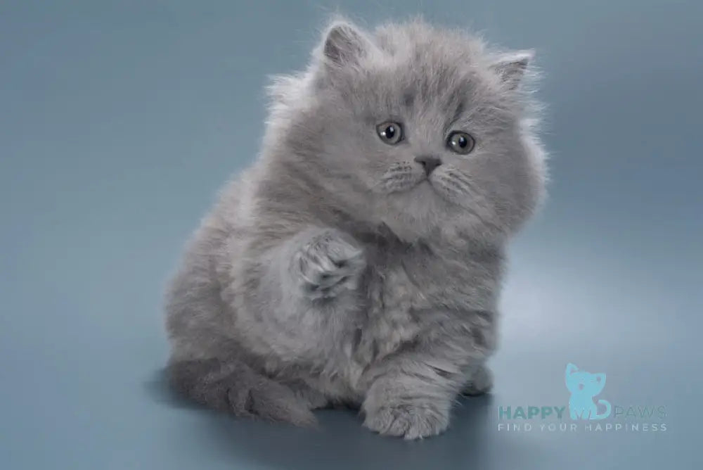 Josie British Longhair female blue live animals