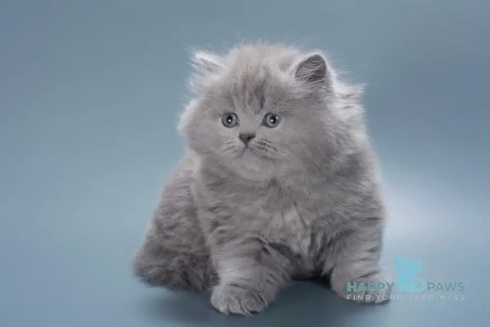 Josie British Longhair female blue live animals