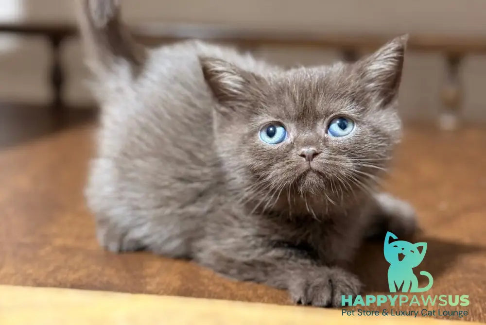 Josie British Longhair female chocolate - live animals