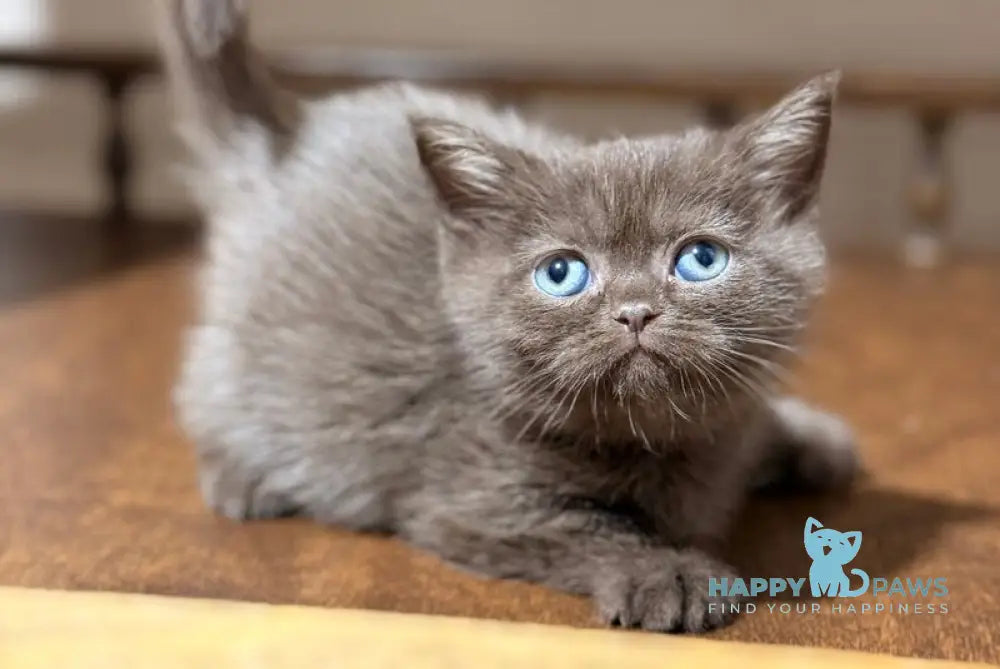 Josie British Longhair female chocolate - live animals