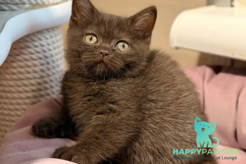 Josie British Shorthair female chocolate - live animals
