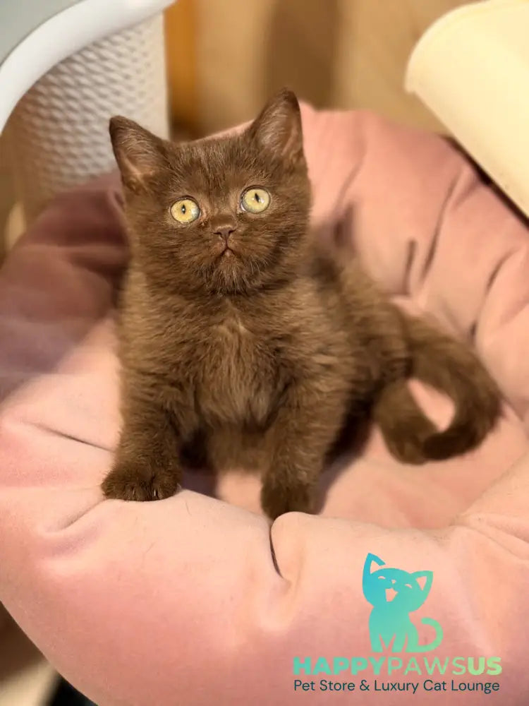 Josie British Shorthair female chocolate - live animals