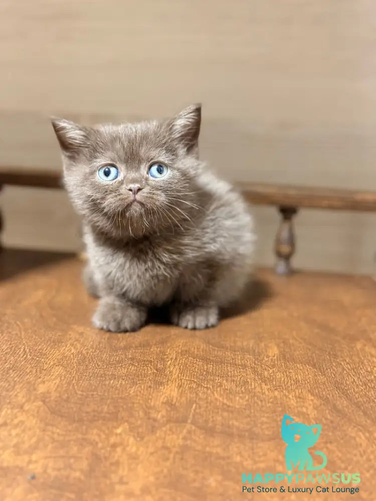 Josie British Longhair female chocolate - live animals