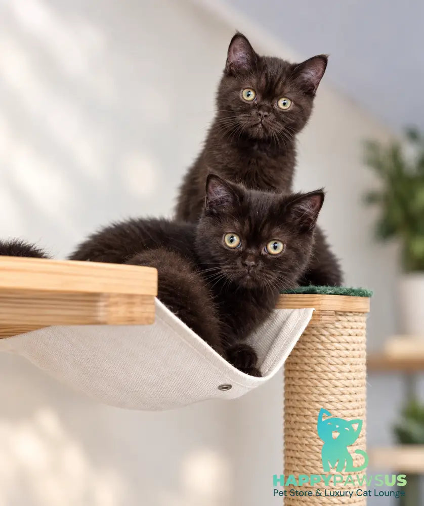 Josie British Shorthair female chocolate - live animals