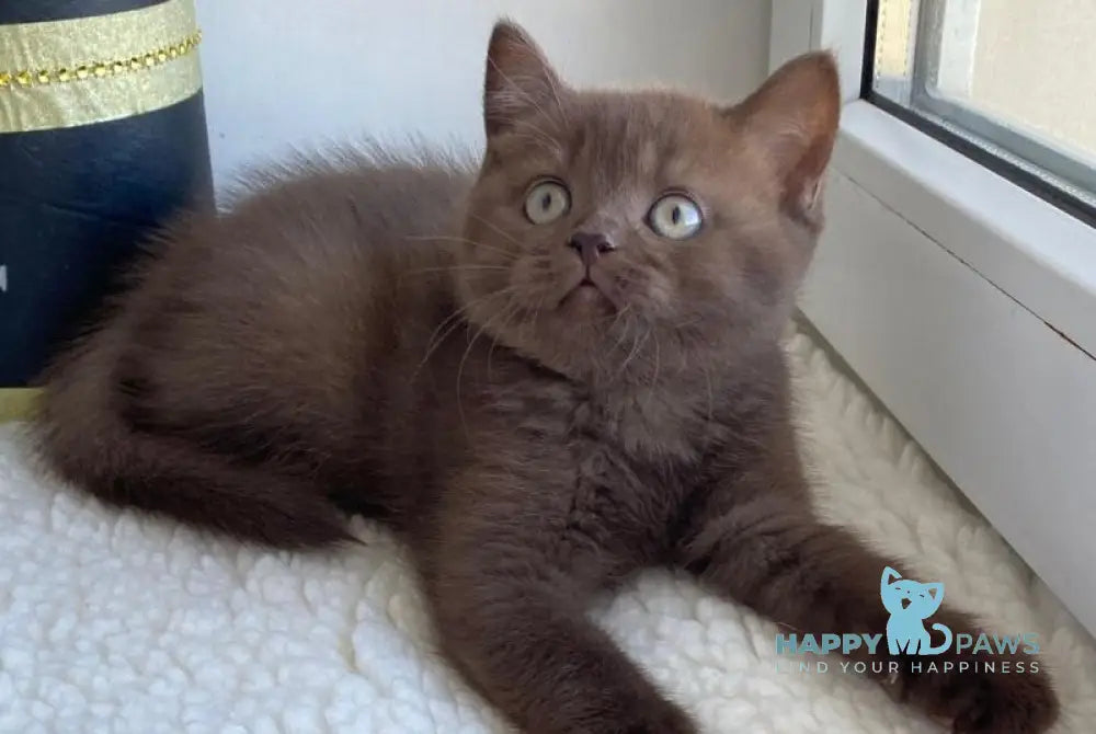 Josie British Shorthair female chocolate live animals