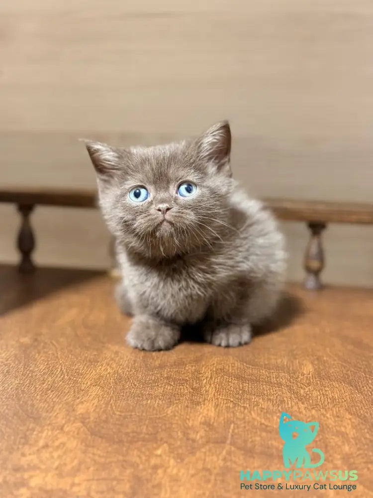 Josie British Longhair female chocolate - live animals
