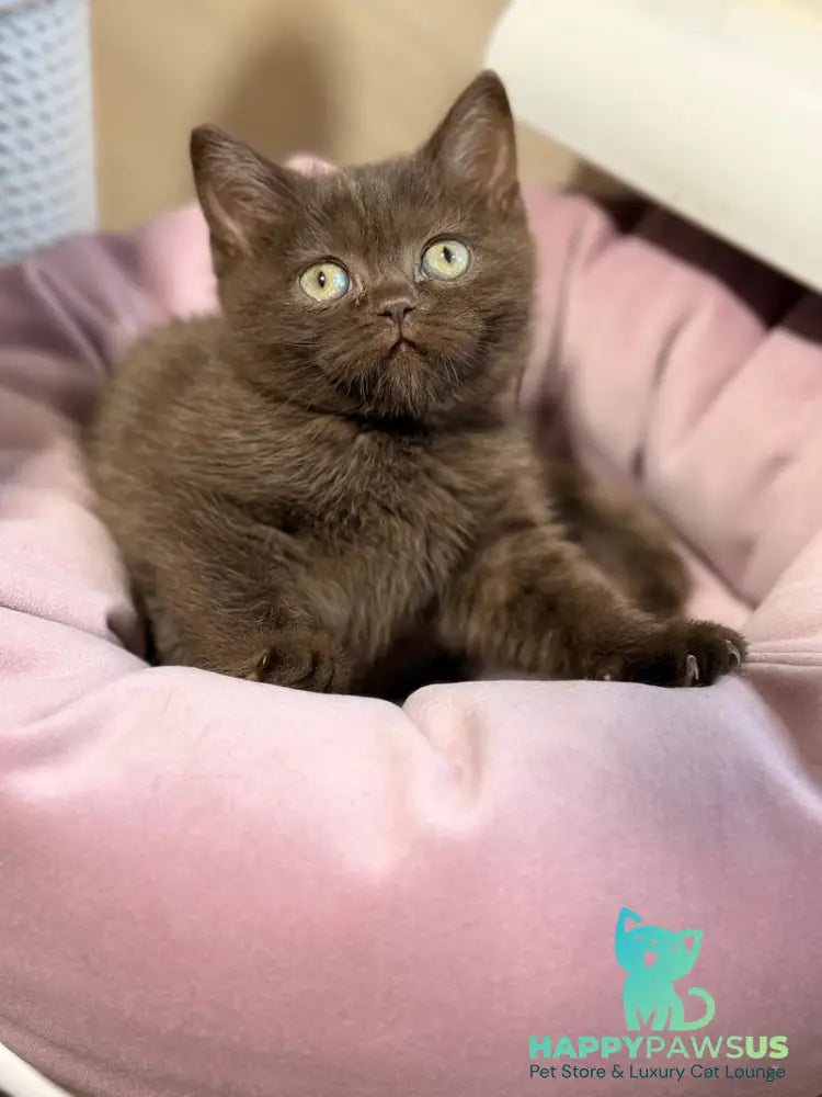 Josie British Shorthair female chocolate - live animals