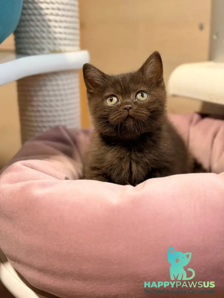 Josie British Shorthair female chocolate - live animals