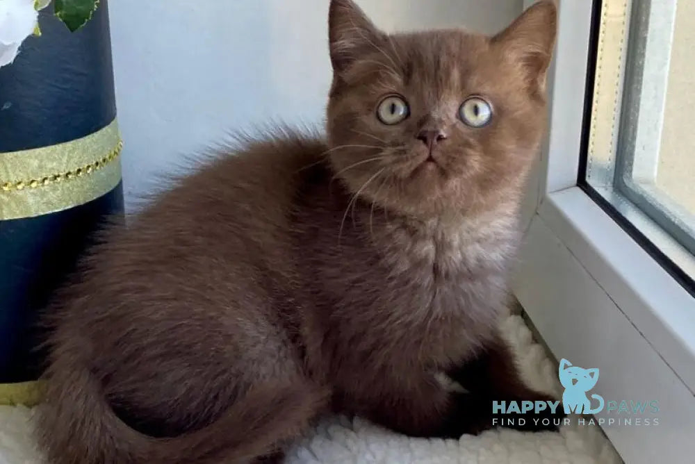 Josie British Shorthair female chocolate live animals