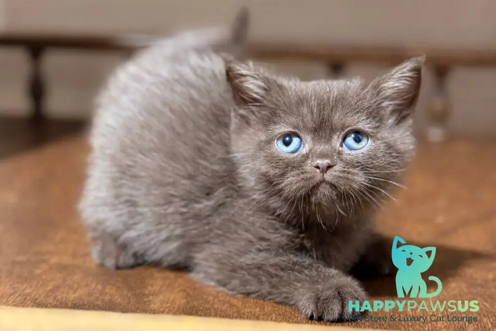 Josie British Longhair female chocolate - live animals
