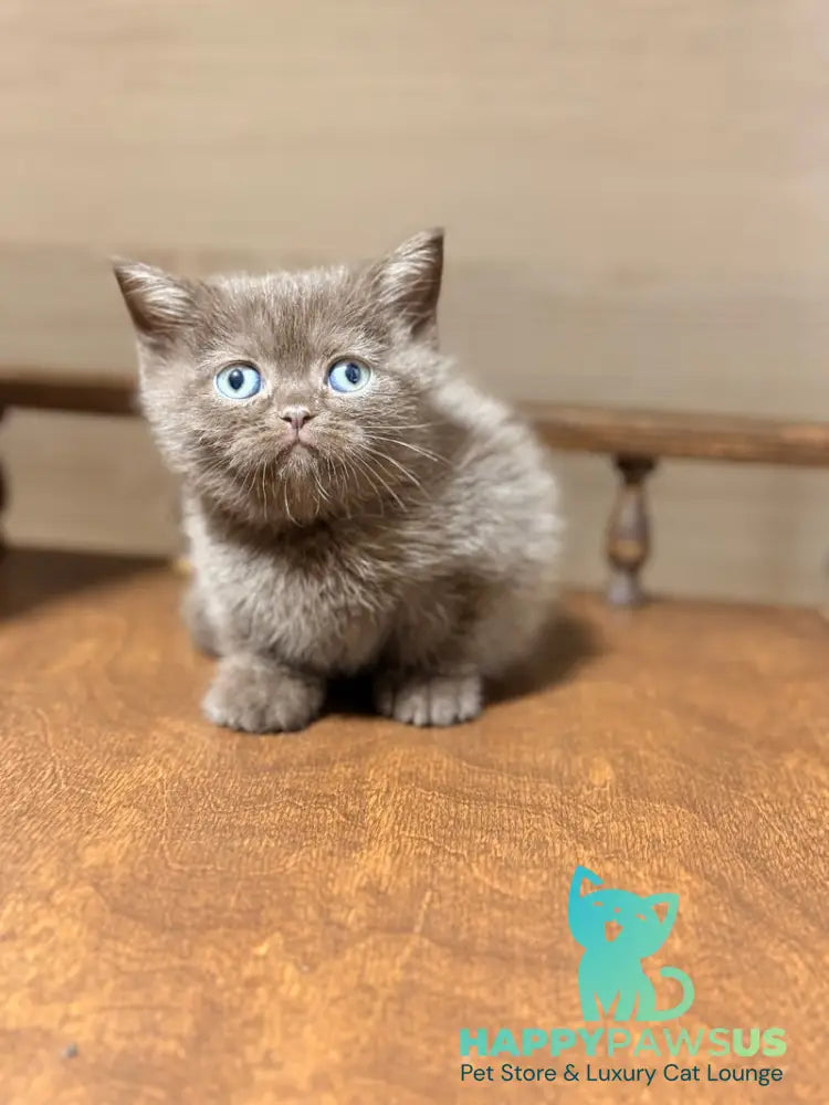Josie British Longhair female chocolate - live animals