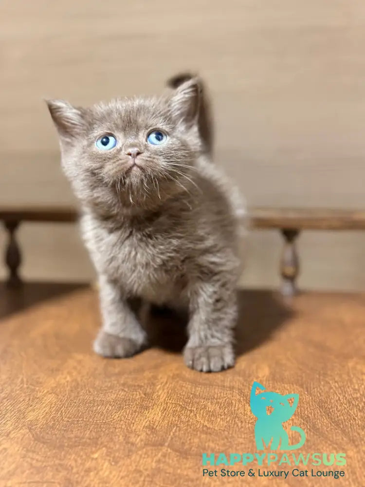 Josie British Longhair female chocolate - live animals