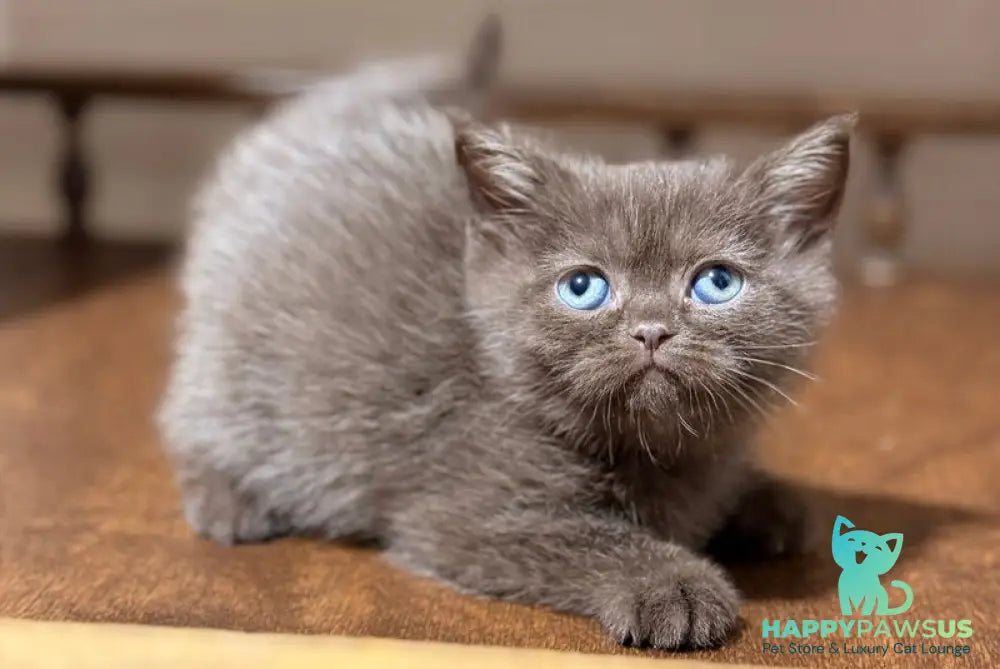 Josie British Longhair female chocolate - live animals