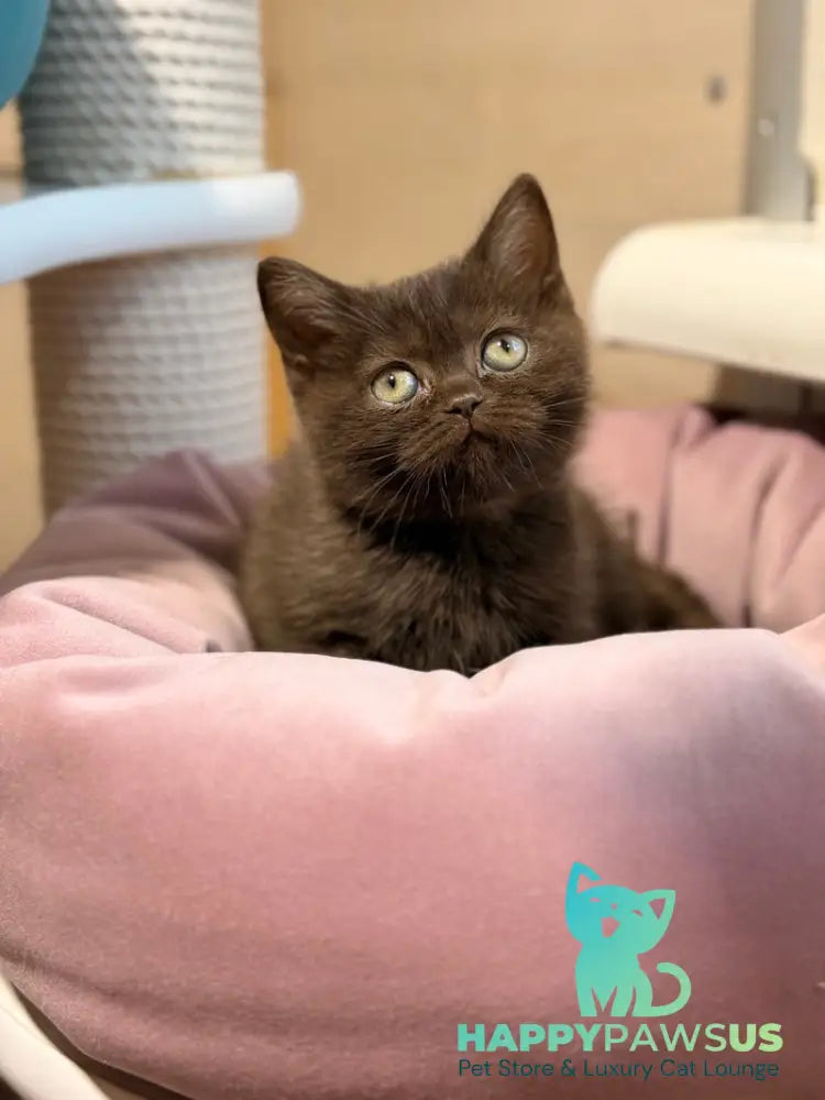 Josie British Shorthair female chocolate - live animals