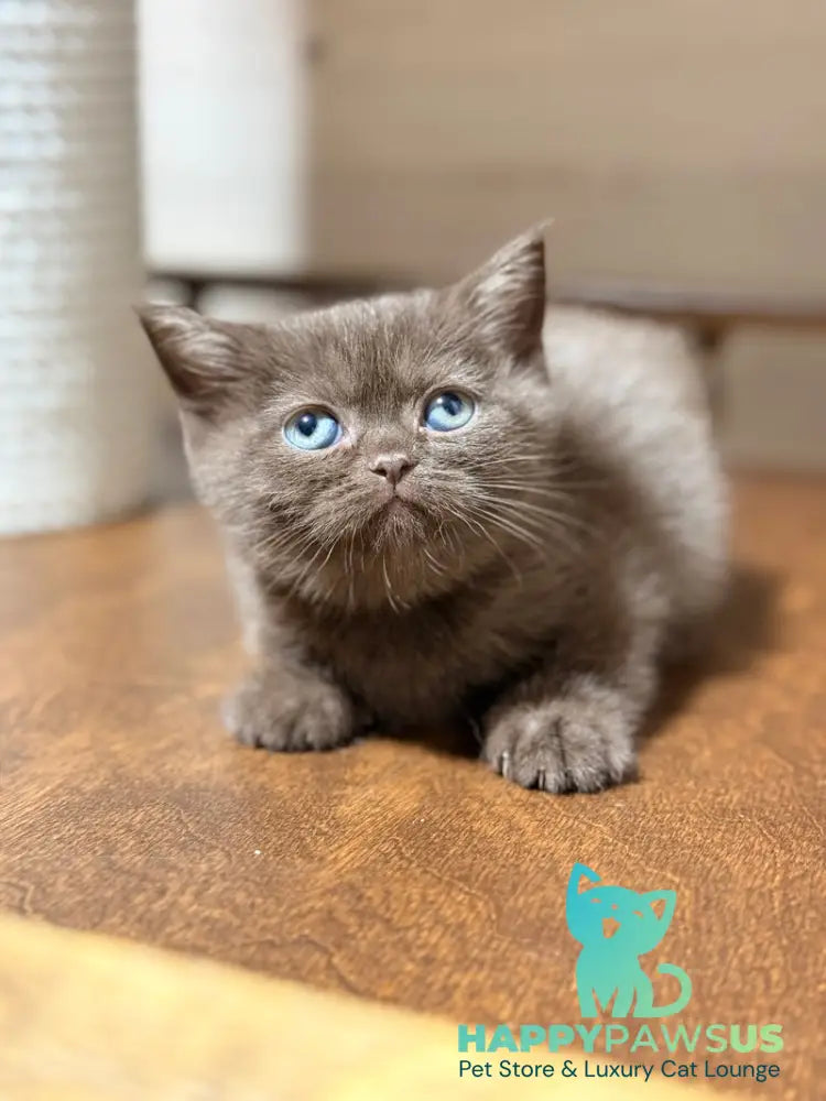 Josie British Longhair female chocolate - live animals