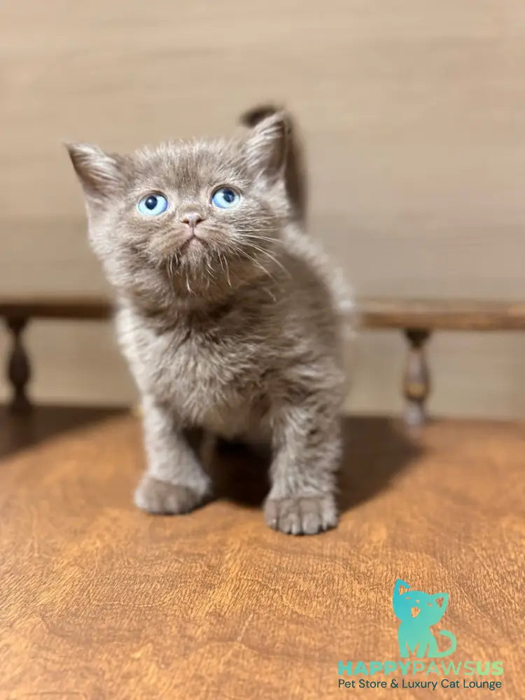 Josie British Longhair female chocolate - live animals