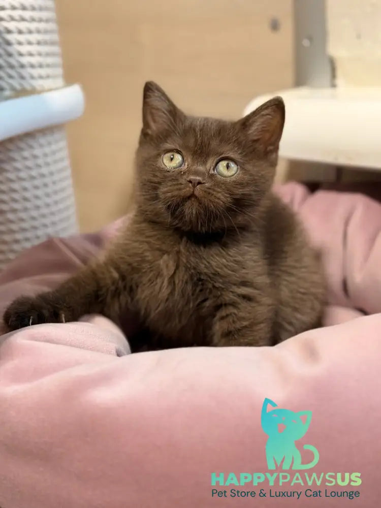 Josie British Shorthair female chocolate - live animals