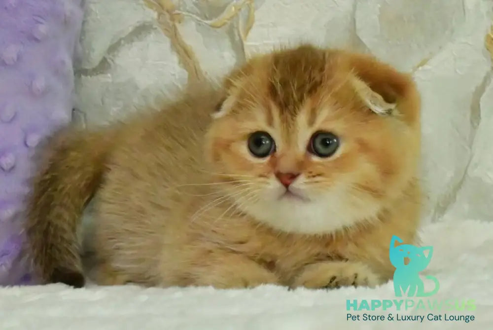 Josie Scottish Fold female chocolate golden shaded - live animals