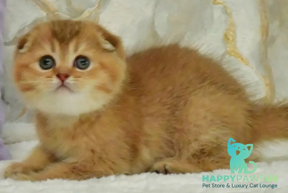 Josie Scottish Fold female chocolate golden shaded - live animals