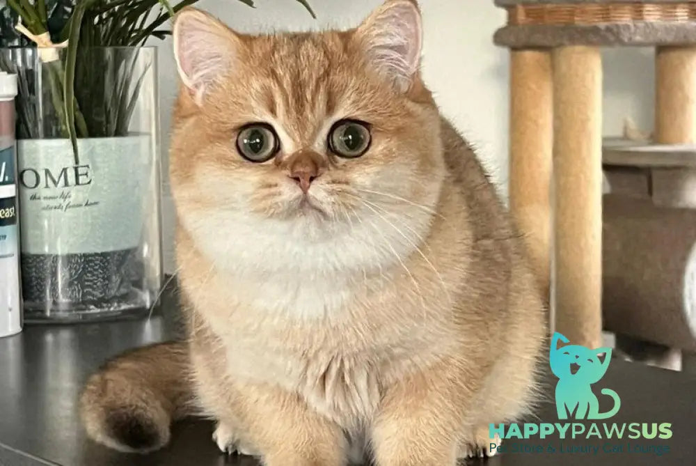 Jossie British Shorthair female chocolate golden shaded live animals