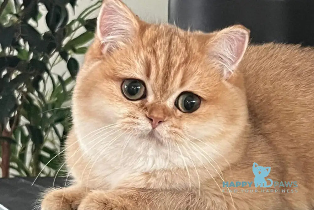 Jossie British Shorthair female chocolate golden shaded live animals