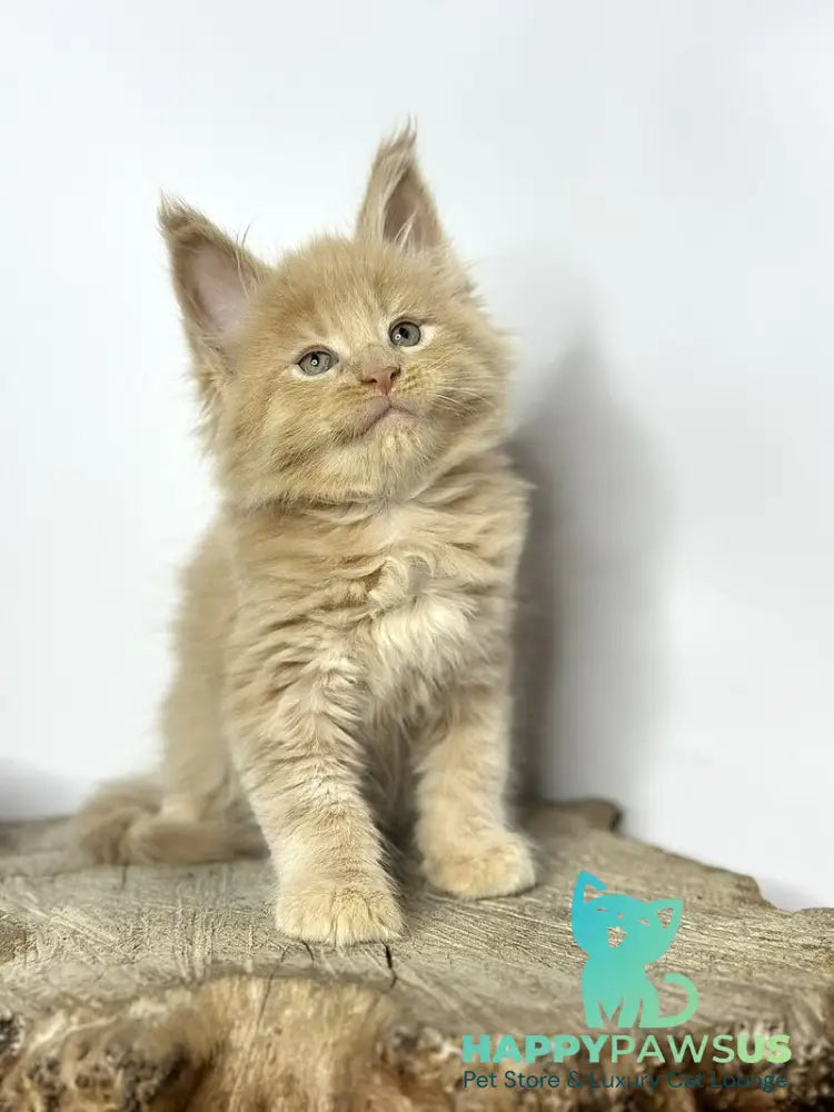 Jovani Maine Coon male cream - live animals