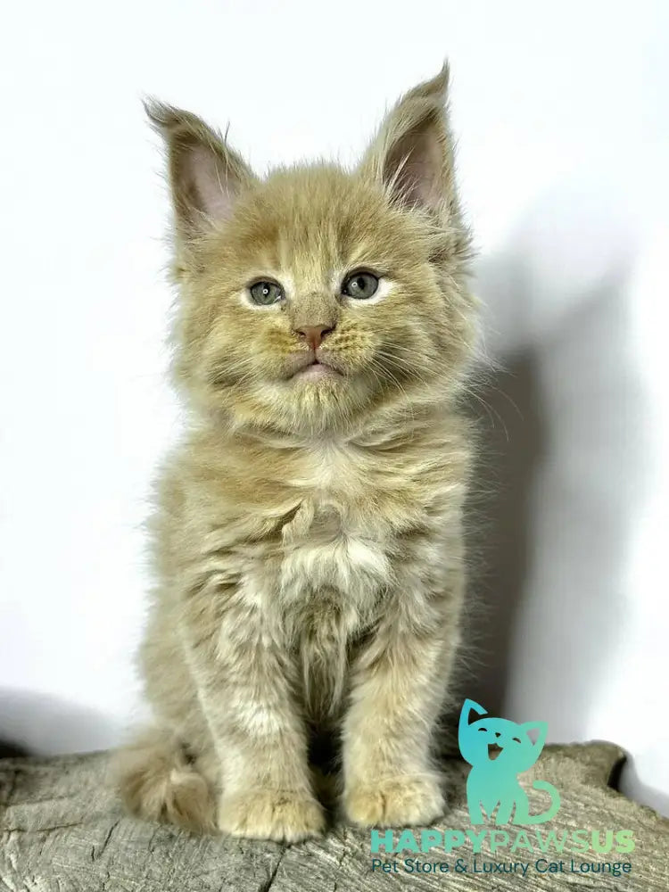 Jovani Maine Coon male cream - live animals