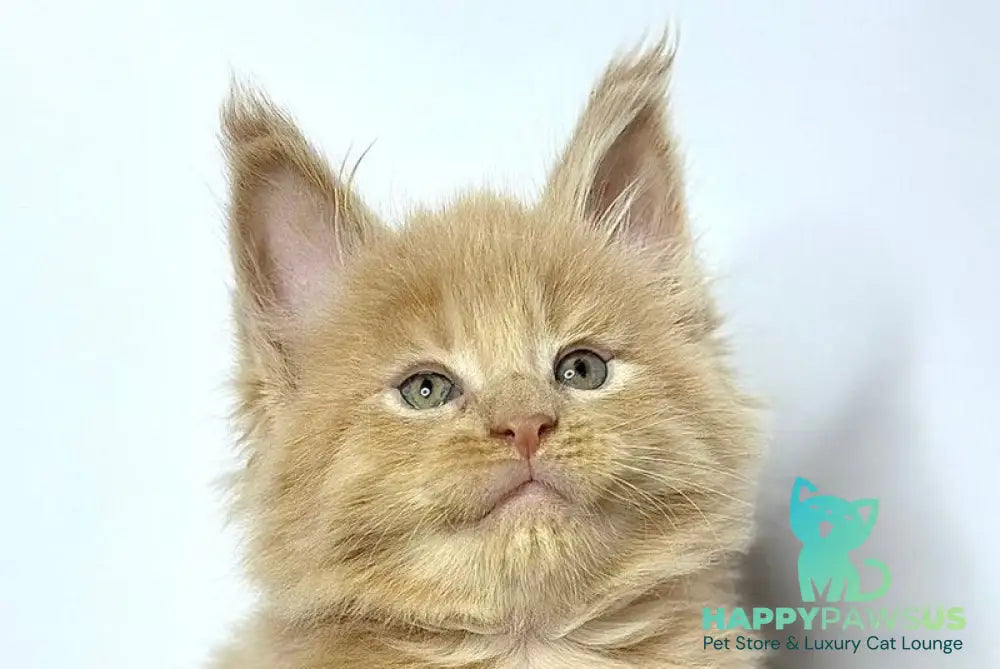 Jovani Maine Coon male cream - live animals
