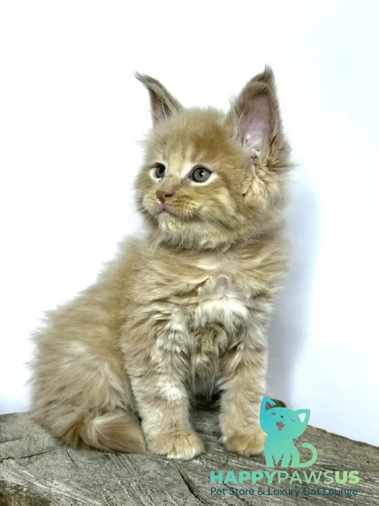 Jovani Maine Coon male cream - live animals