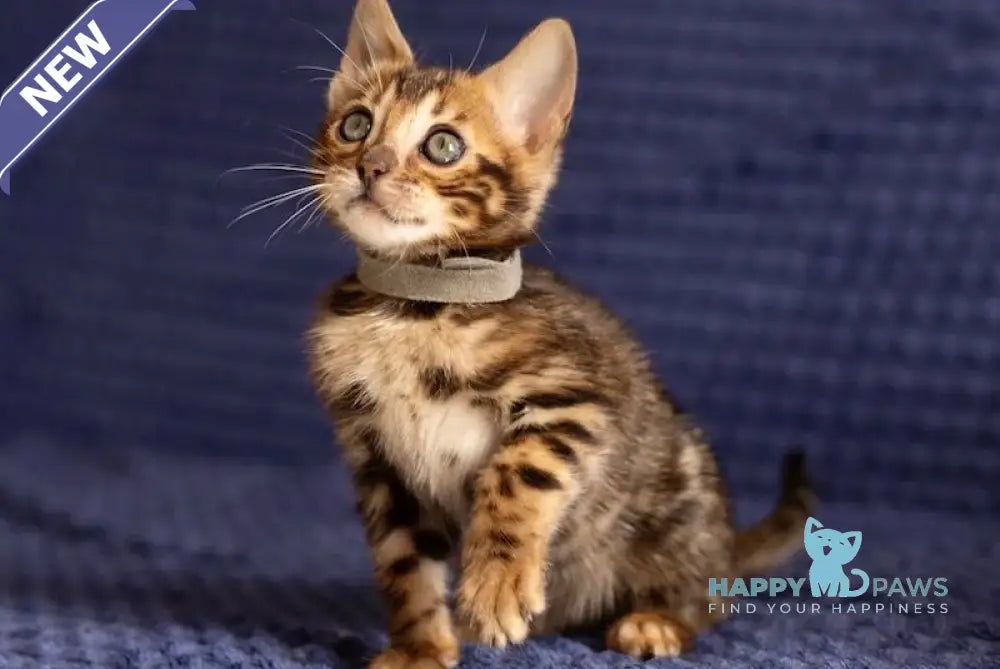 Joy Bengal male black spotted tabby live animals