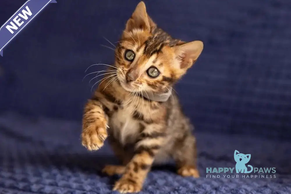 Joy Bengal male black spotted tabby live animals