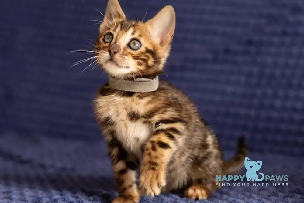 Joy Bengal male black spotted tabby live animals