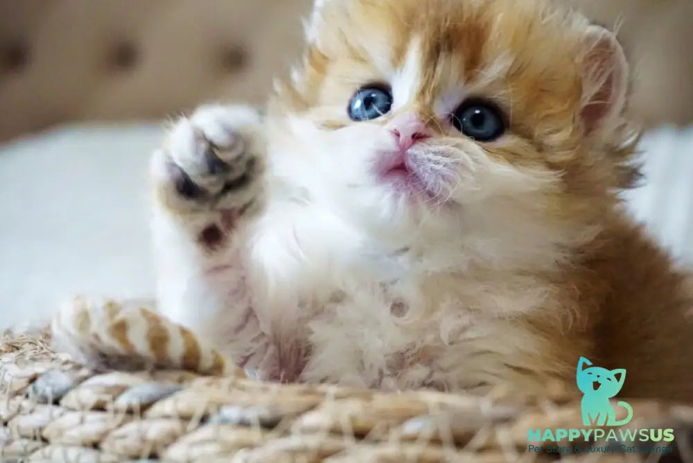 Joy British Longhair male black golden shaded - live animals