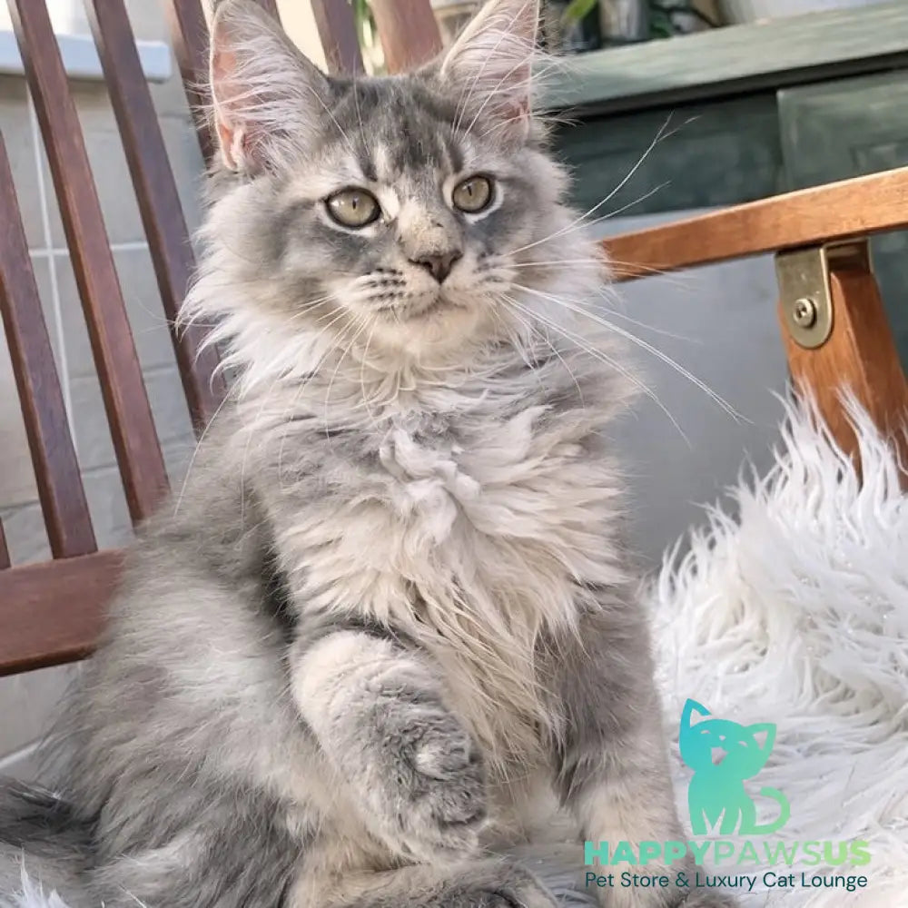Joy Maine Coon female blue silver tabby - live animals